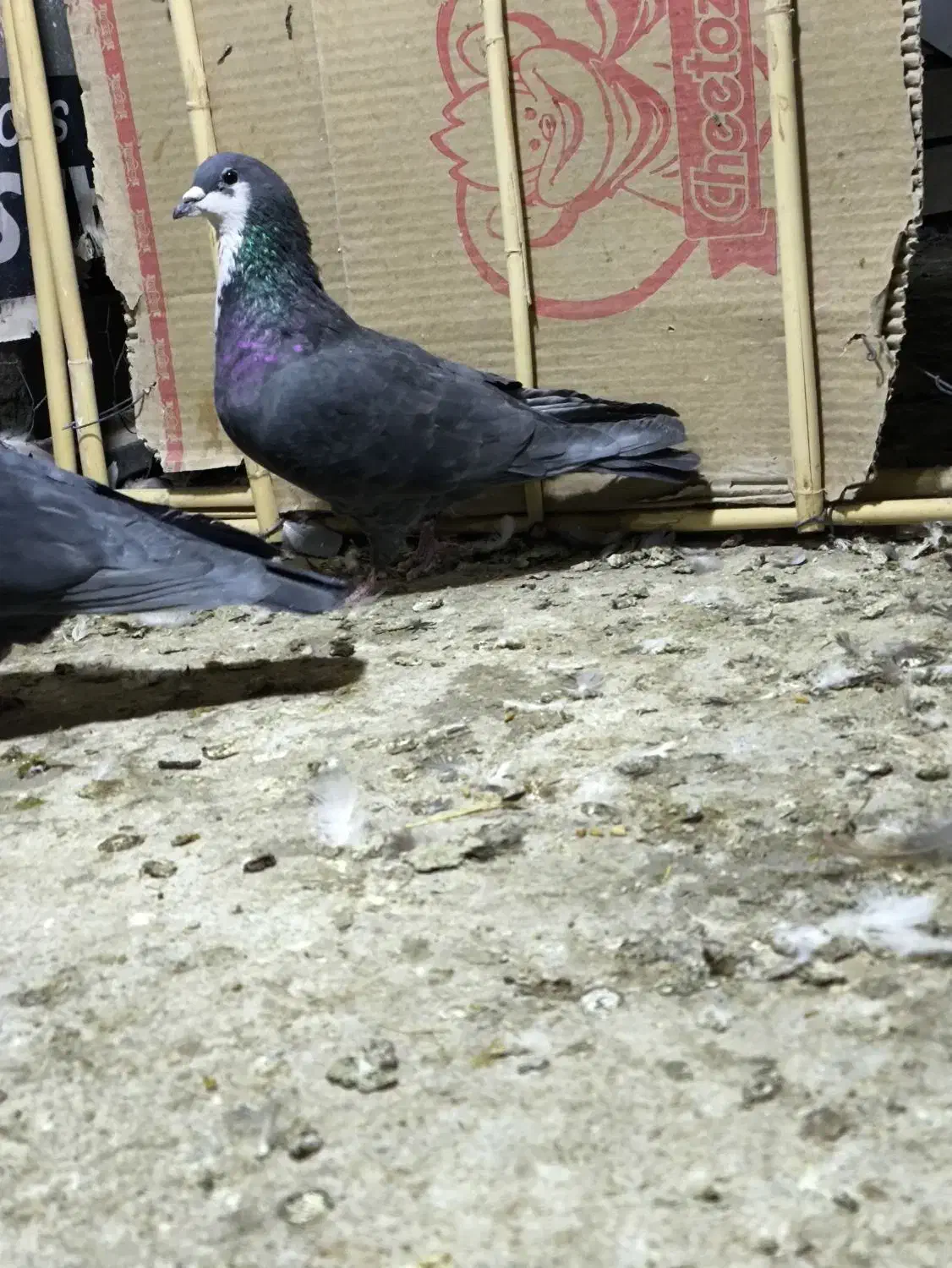 سه عدد نر زاغ کرمانی ریش و سرخ|پرنده|زاهدان, |دیوار