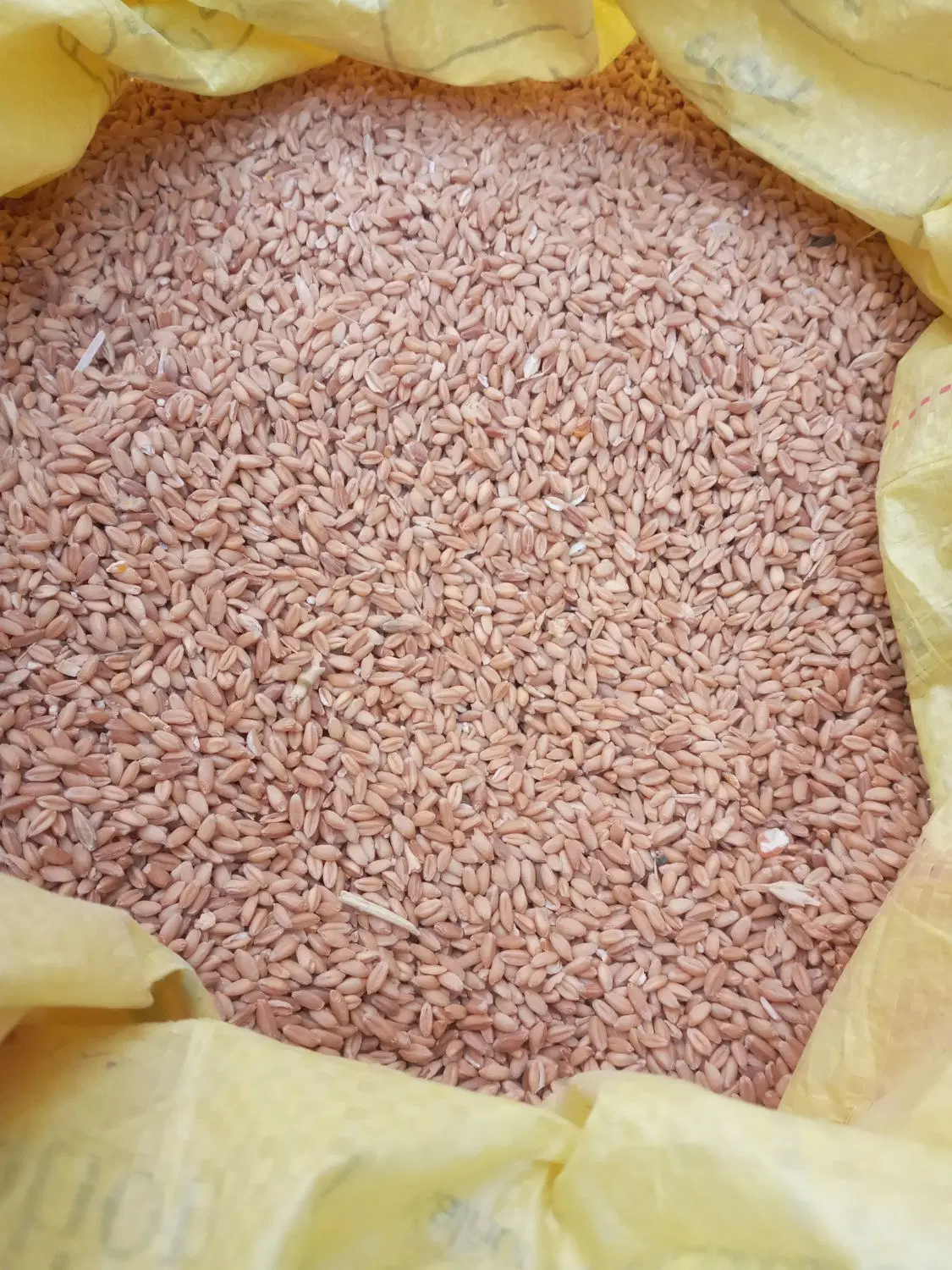 گندم|خوردنی و آشامیدنی|کارزان, |دیوار