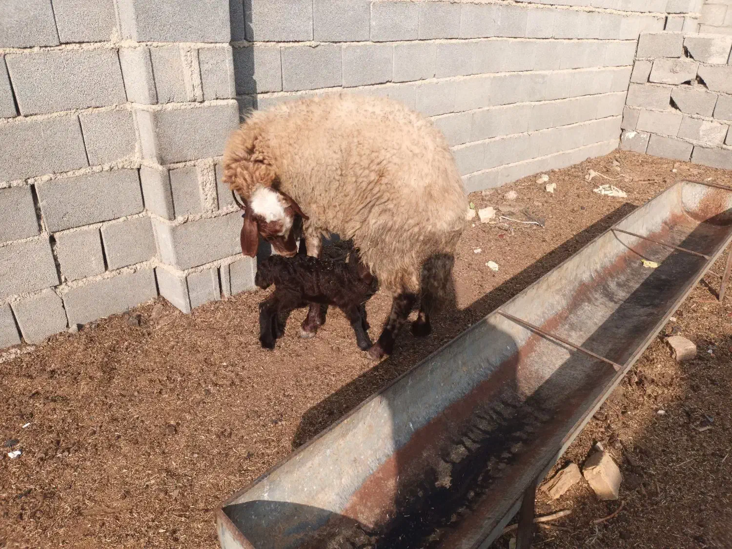 گوسفند افشار بره دار جوان|حیوانات مزرعه|گنبد کاووس, |دیوار