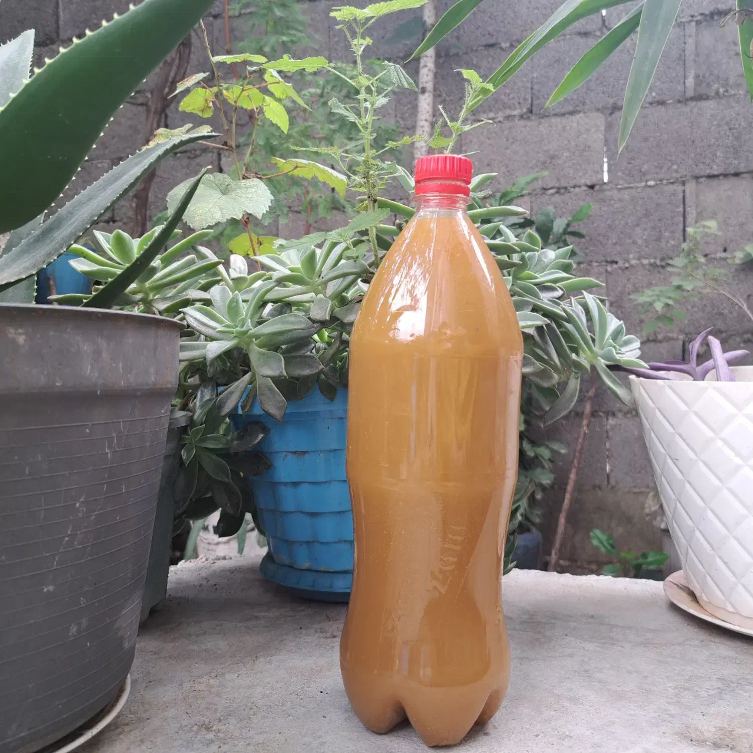 آب غوره|خوردنی و آشامیدنی|رشت, لاکان شهر|دیوار