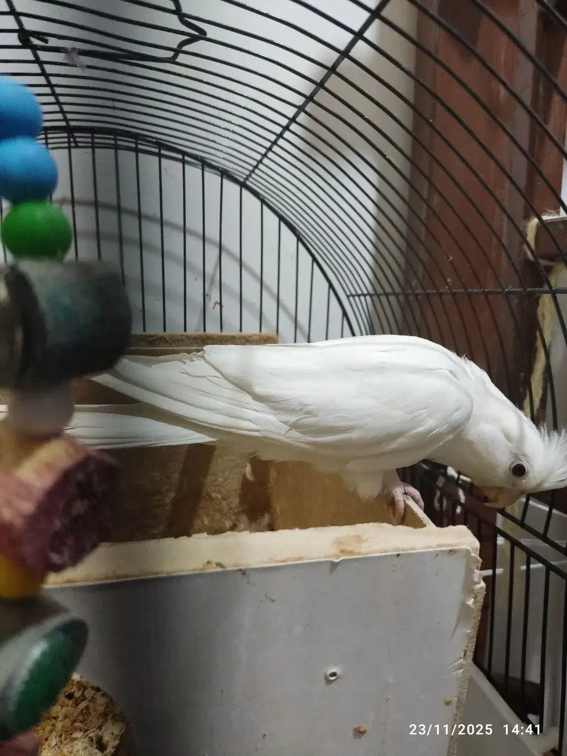 عروس هلندی نر سخنگو|پرنده|ایلام, |دیوار