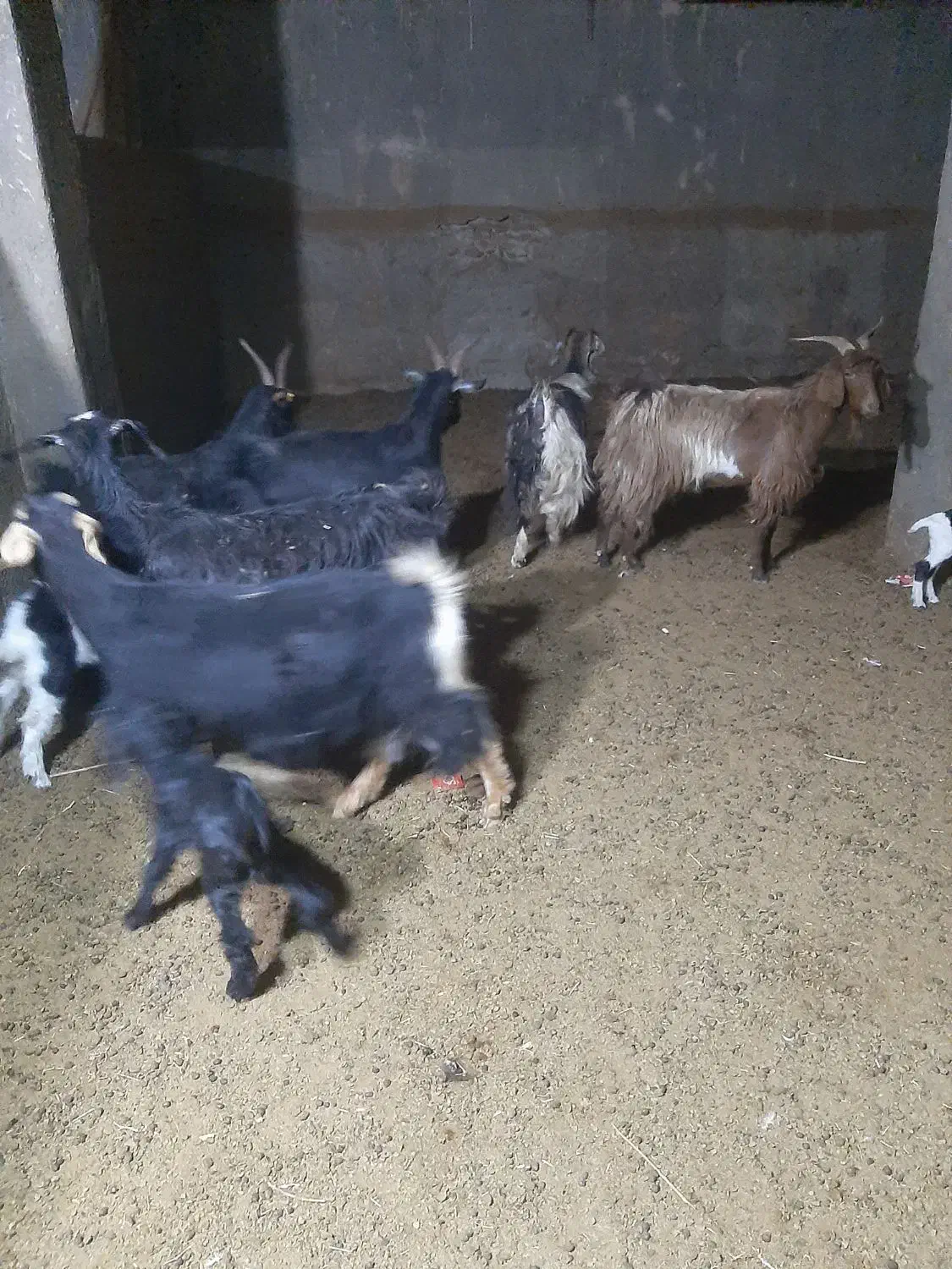 فروش بزبزغاله دار شیرا|حیوانات مزرعه|قاهان, |دیوار