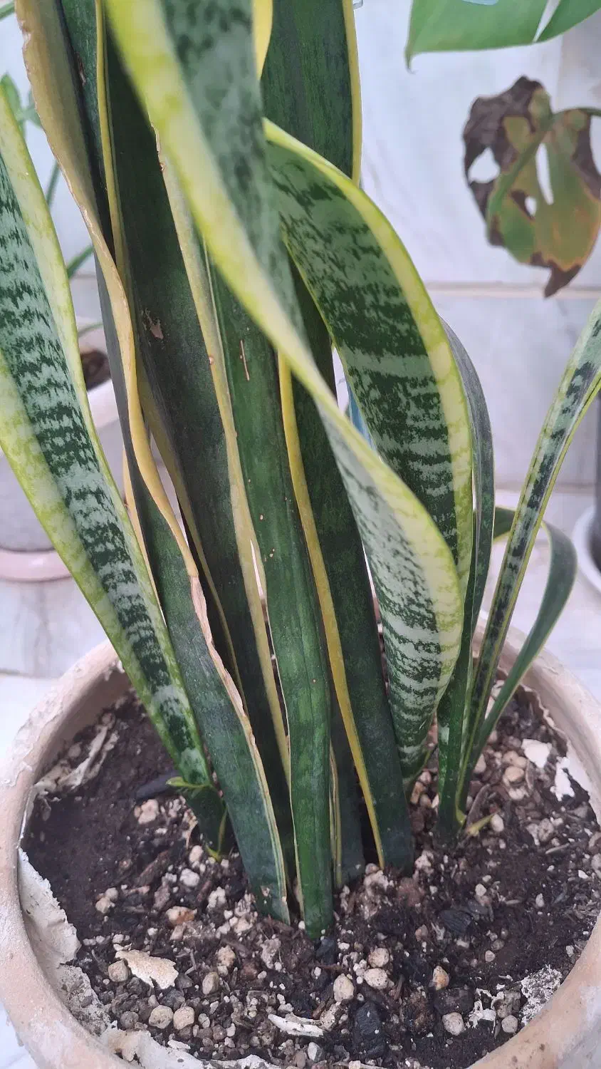 گل سانسوریا|گل و گیاه طبیعی|الوند, |دیوار