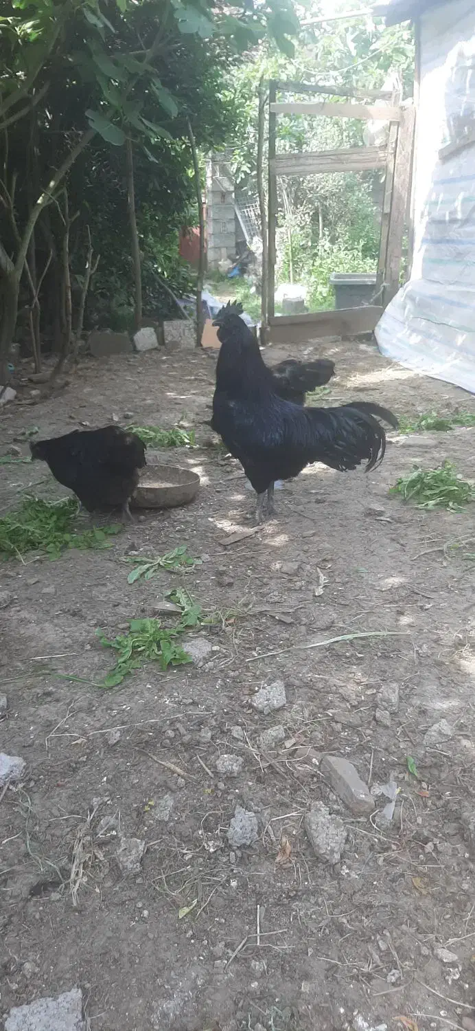 حراج مرغ و خروس آیام سمانی|حیوانات مزرعه|لاهیجان, لیل|دیوار