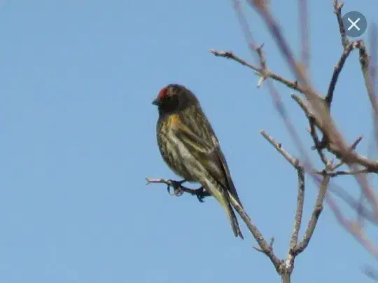 سهره گلبسرنر|پرنده|خمینیشهر, |دیوار