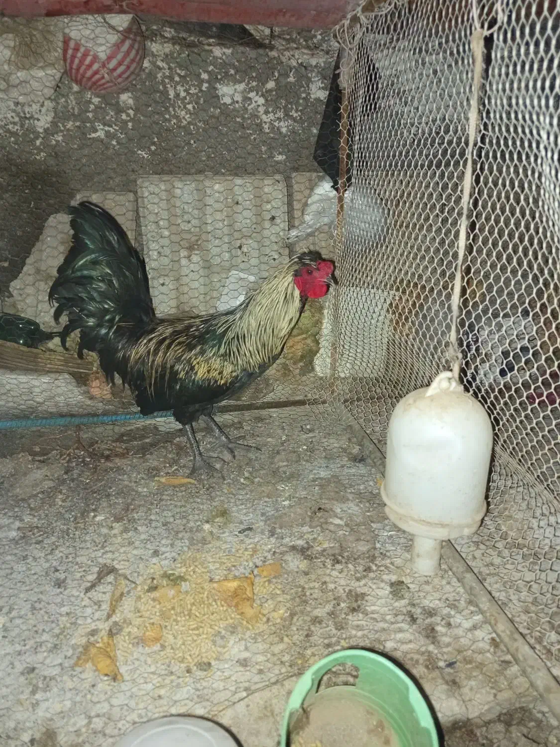 خروس جوان مرندی|حیوانات مزرعه|فردوس (خراسان), |دیوار