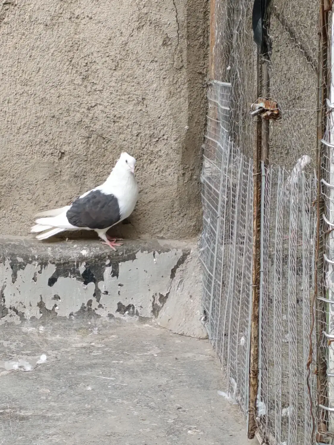 کفتر|پرنده|قم, ولیعصر|دیوار