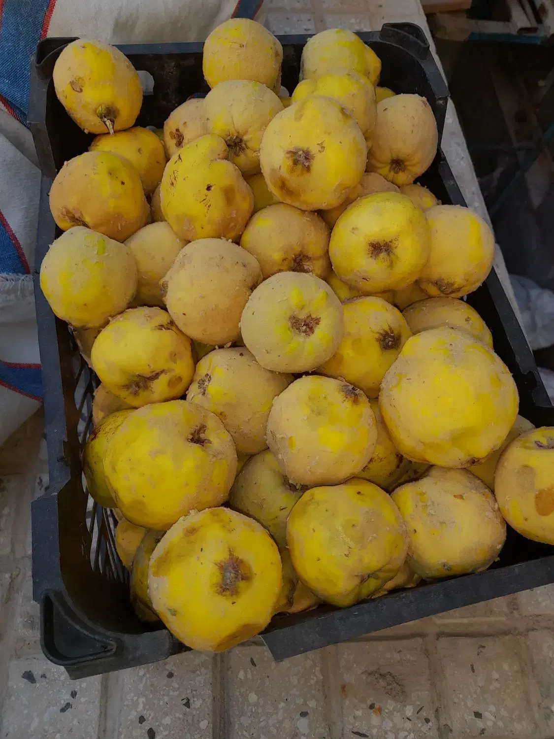 به محلی بوانات آب دار و خوش عطر|خوردنی و آشامیدنی|مهریز, |دیوار