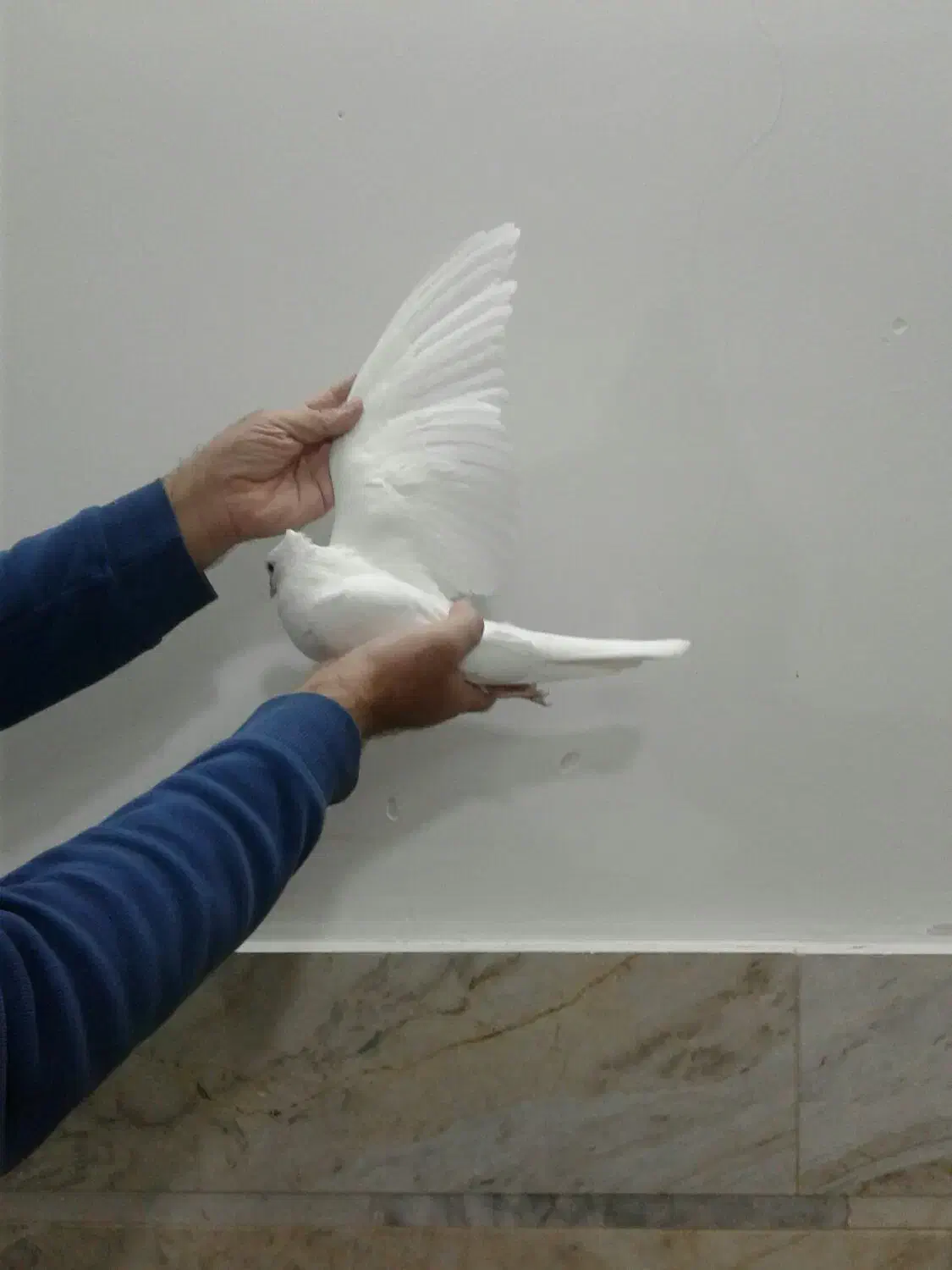 شازده سرور کبوتر|پرنده|قم, زاویه|دیوار