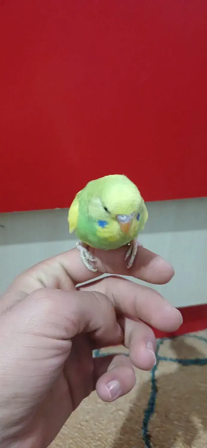 مرغ عشق|پرنده|اراک, |دیوار