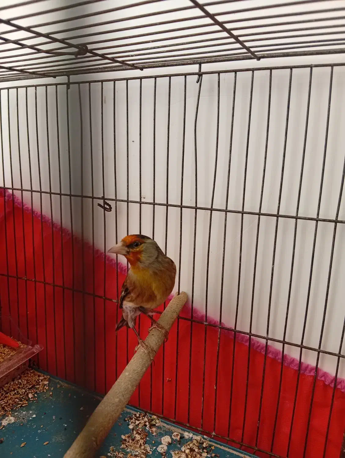 سهره قناری نر بخون|پرنده|کرمان, |دیوار