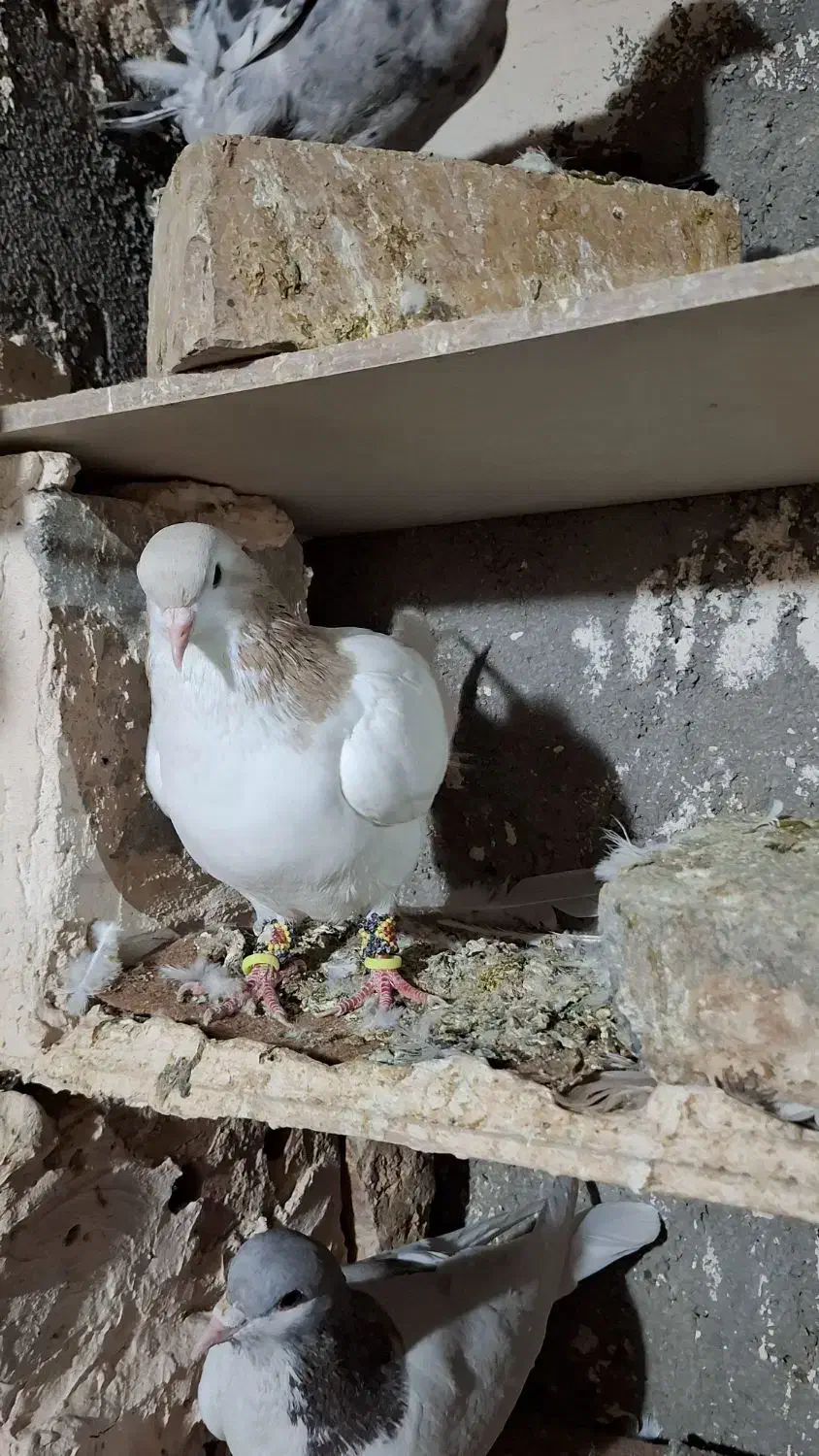 پرشی|پرنده|فیروزه, |دیوار