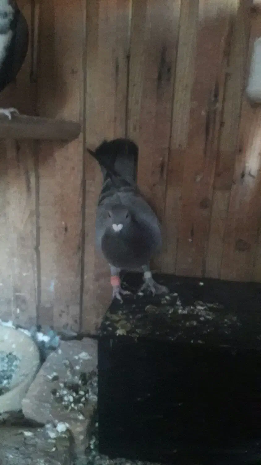 دوعدد کفتر|پرنده|اسفراین, |دیوار