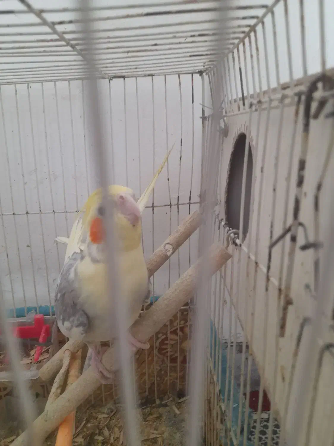 عر وس نرو ماده|پرنده|چناران, |دیوار