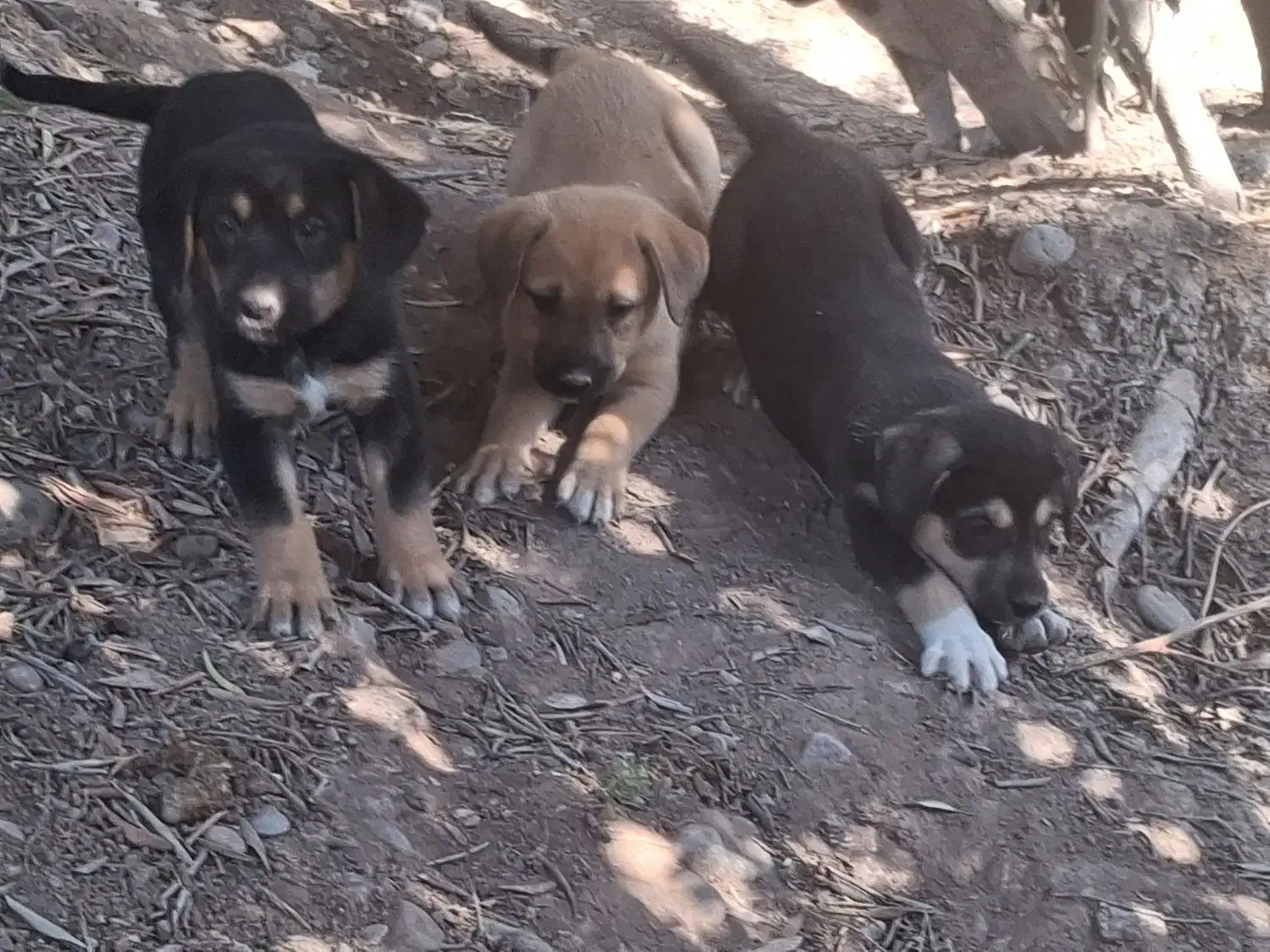 طوله رود فایلر|سگ|لوشان, |دیوار