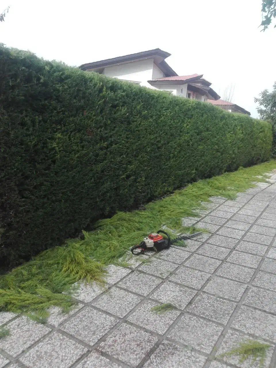علفتراشی  بریدن درخت وکلیه کارهای  باغبانی|خدمات باغبانی و درختکاری|نوشهر, |دیوار