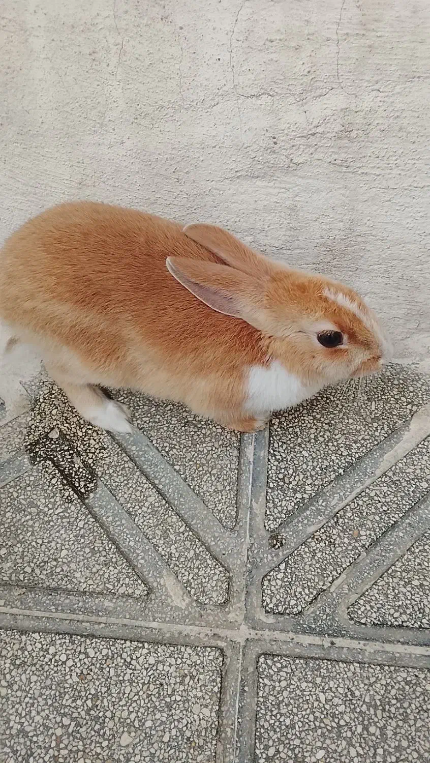 یک عدد خرگوش|موش و خرگوش|کامیاران, |دیوار