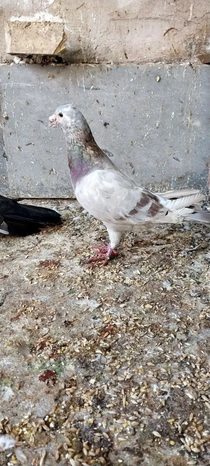 کبوتر دورگ نر مست مست|پرنده|اهواز, اسلام آباد شرقی|دیوار