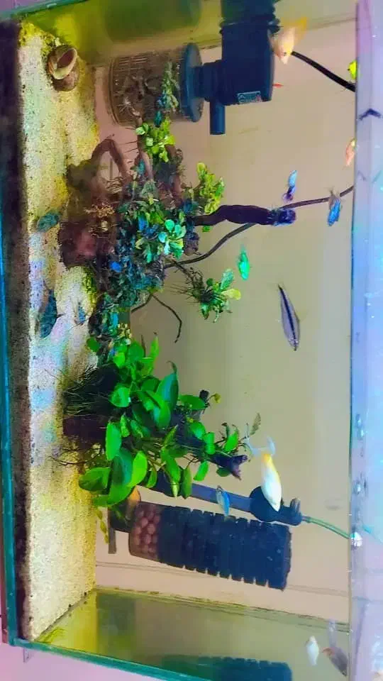 فروش اکواریوم|ماهی|بندر ماهشهر, |دیوار