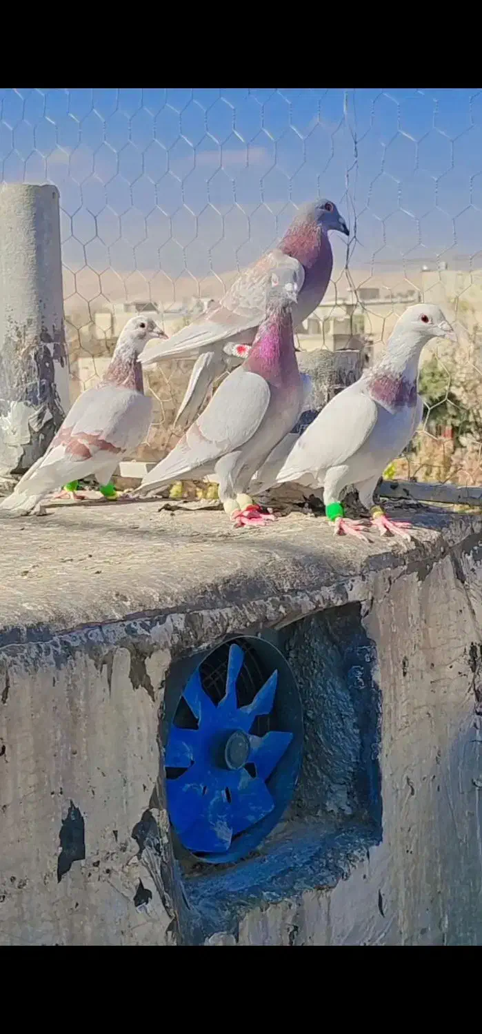 دسته پیازی ۴ تا|پرنده|شیراز, کرونی(خاتونک)|دیوار