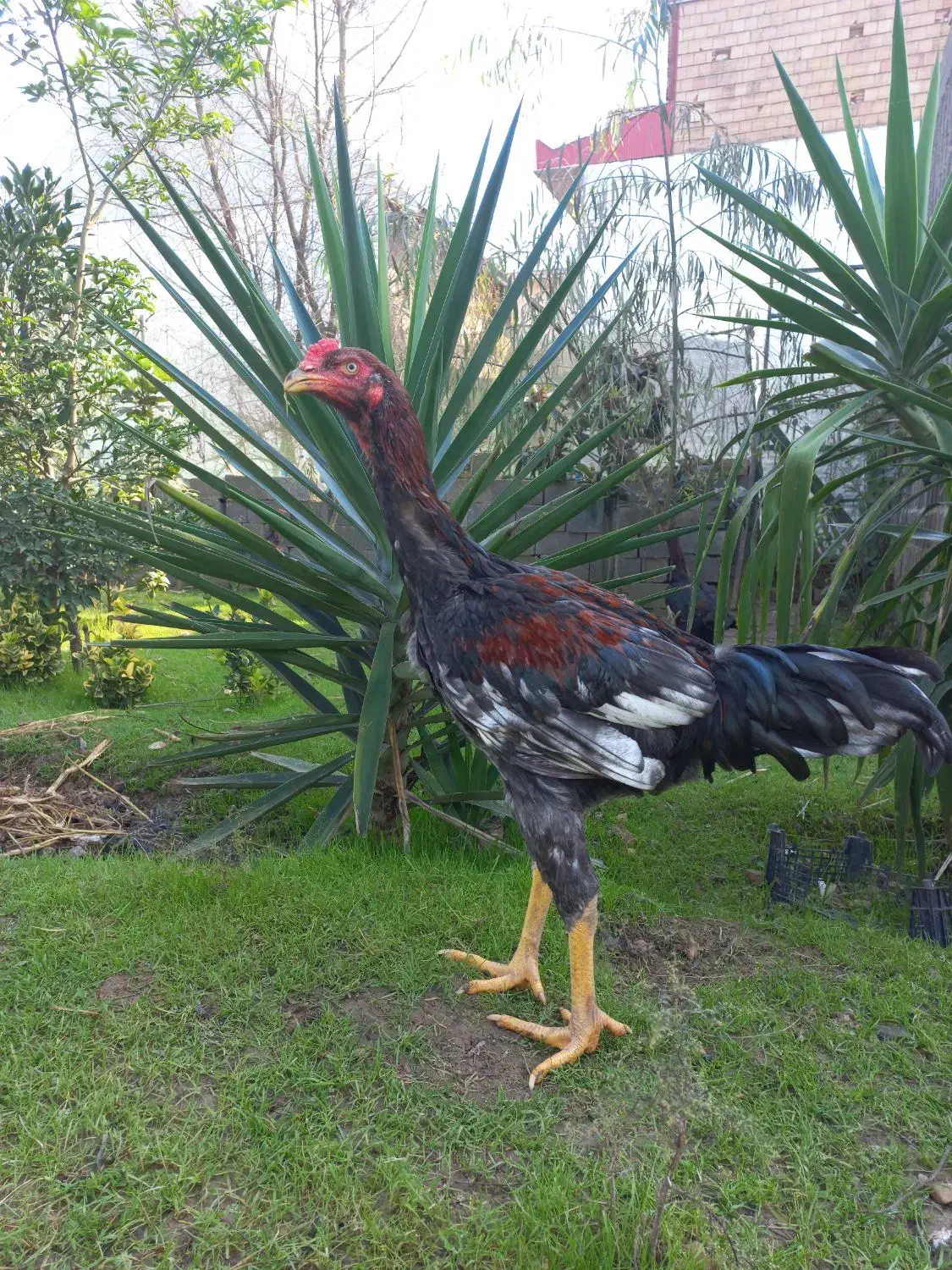 حیواناتمزرعه|حیوانات مزرعه|رشت, آتشگاه|دیوار