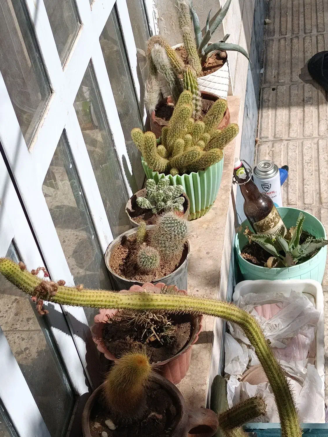 فروش گل با گلدان|گل و گیاه طبیعی|شیراز, شهرک والفجر|دیوار