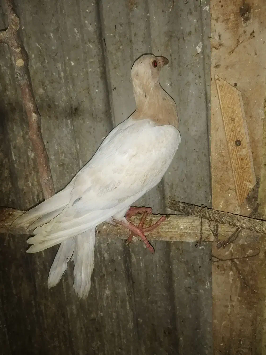 کا بیرگپ.    ک بوتر|پرنده|نگین شهر, |دیوار