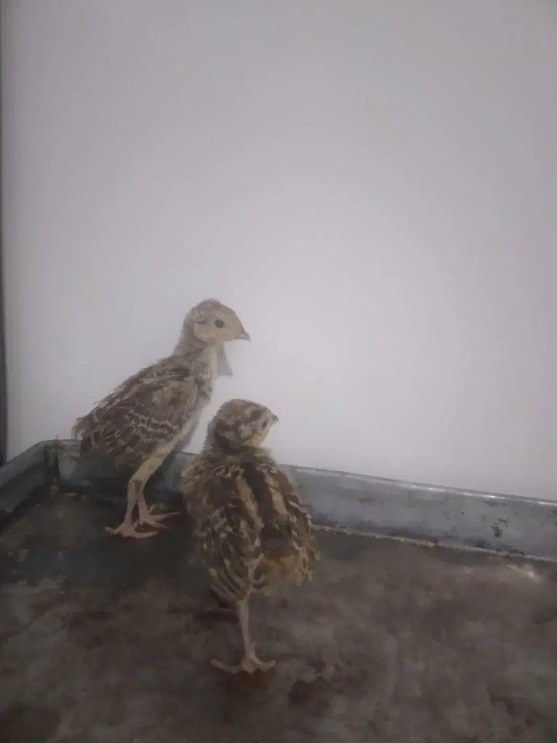 جوجه های زینتی|حیوانات مزرعه|مشگین شهر, |دیوار