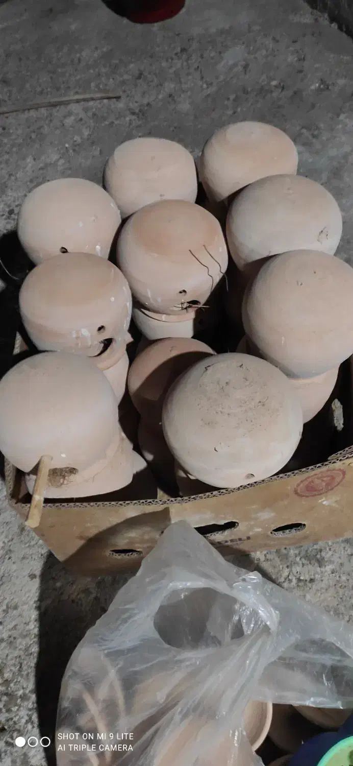 فنچ مرغ عشق|پرنده|بندرعباس, |دیوار