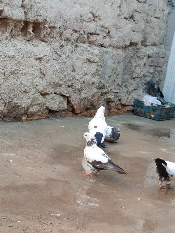 کبوتر مناسب نسل کشی|پرنده|آذرشهر, |دیوار