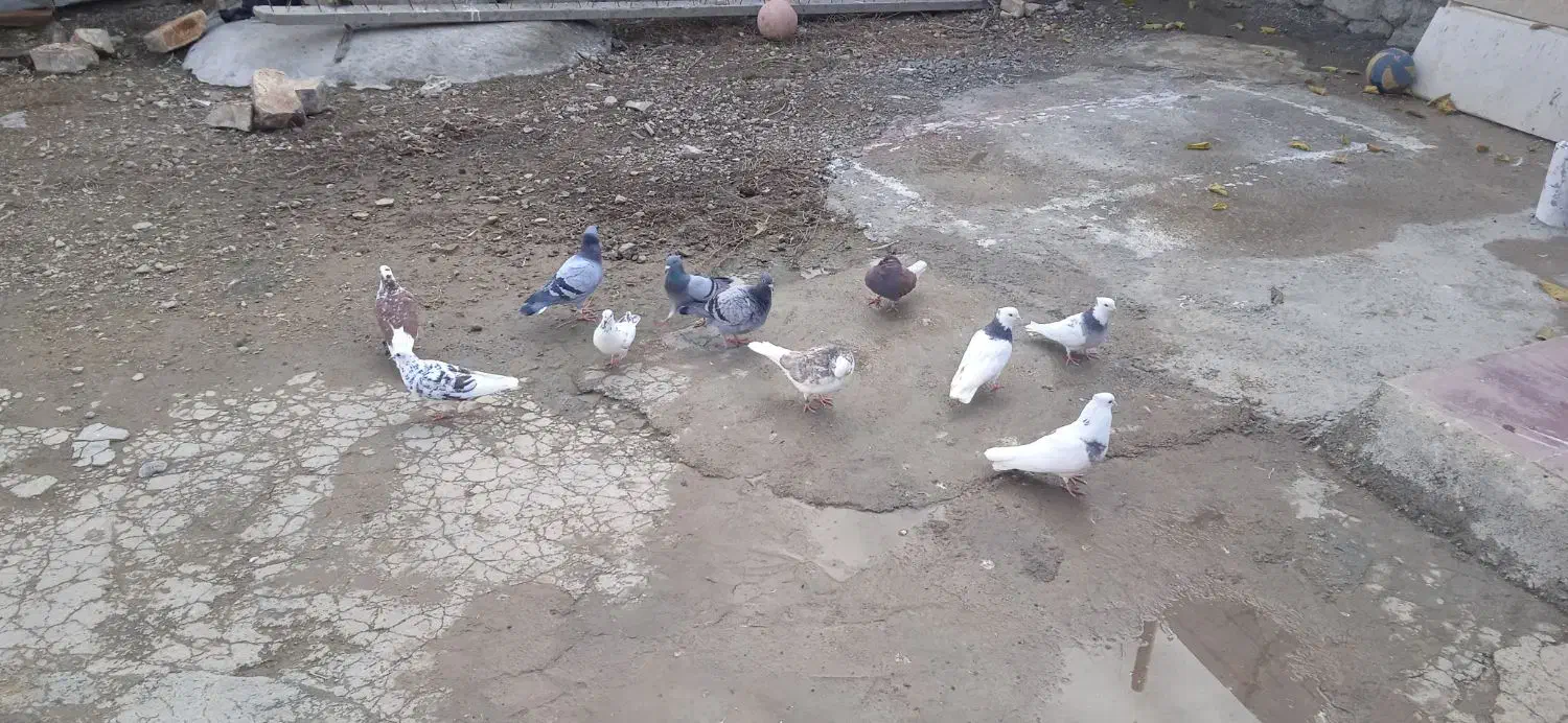 کبوتر|پرنده|روانسر, |دیوار