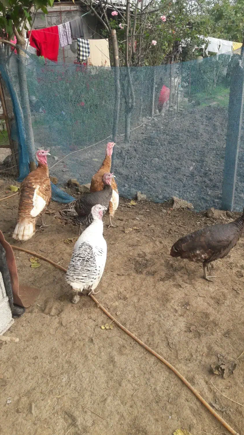 بوقلمون آوردک اسراعیلی|حیوانات مزرعه|تالش, جوکندان|دیوار