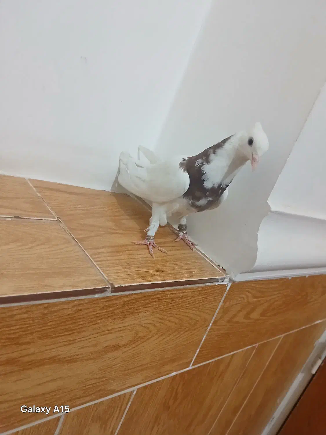 طوق نر|پرنده|مرودشت, رامجرد یک|دیوار