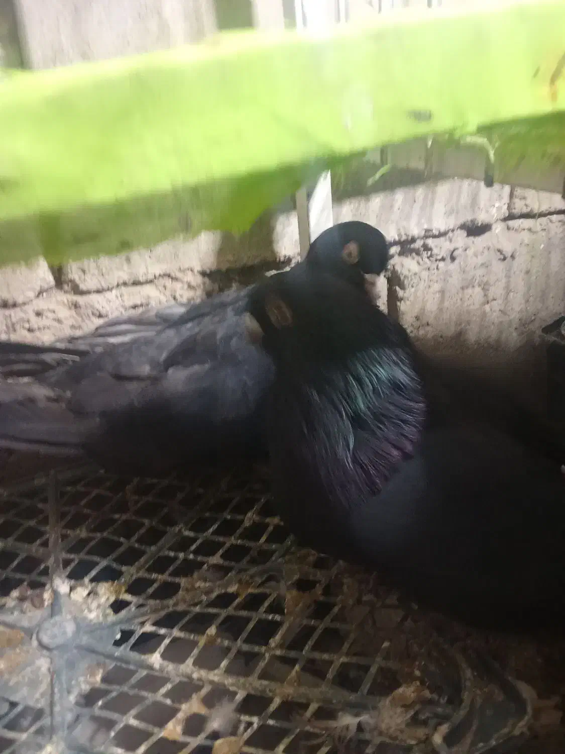 فروش یک جفت کبوتر سیاه آبادانی نوک سفید چشم سفید|پرنده|شاهین دژ, |دیوار