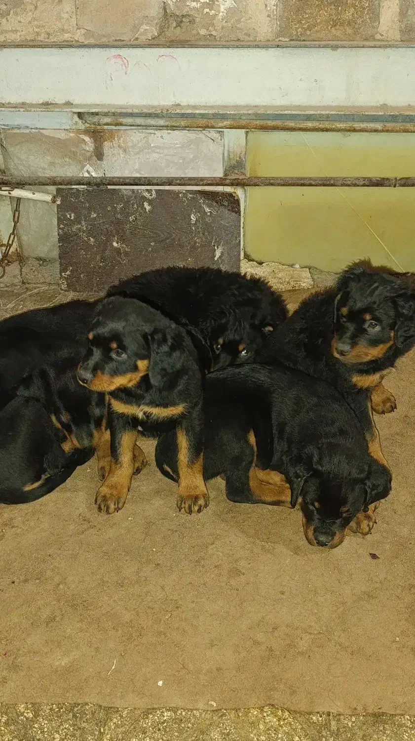 توله روتوایلر|سگ|تهران, جی|دیوار