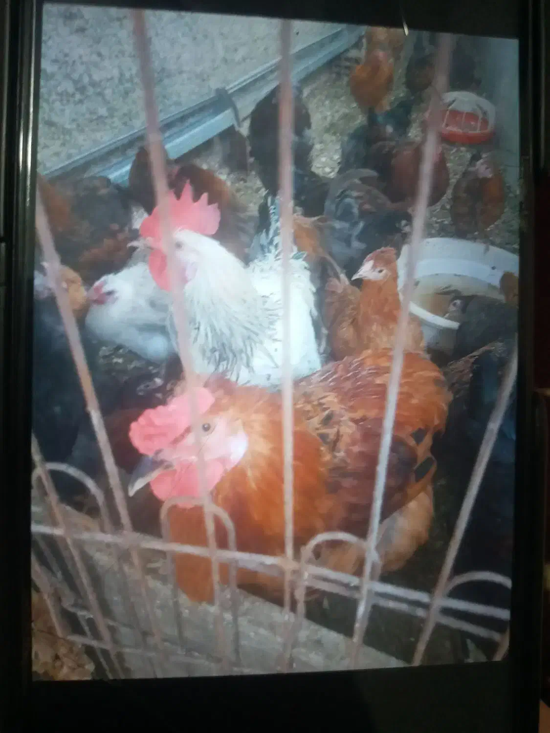 خروس محلی|حیوانات مزرعه|کلارآباد, |دیوار