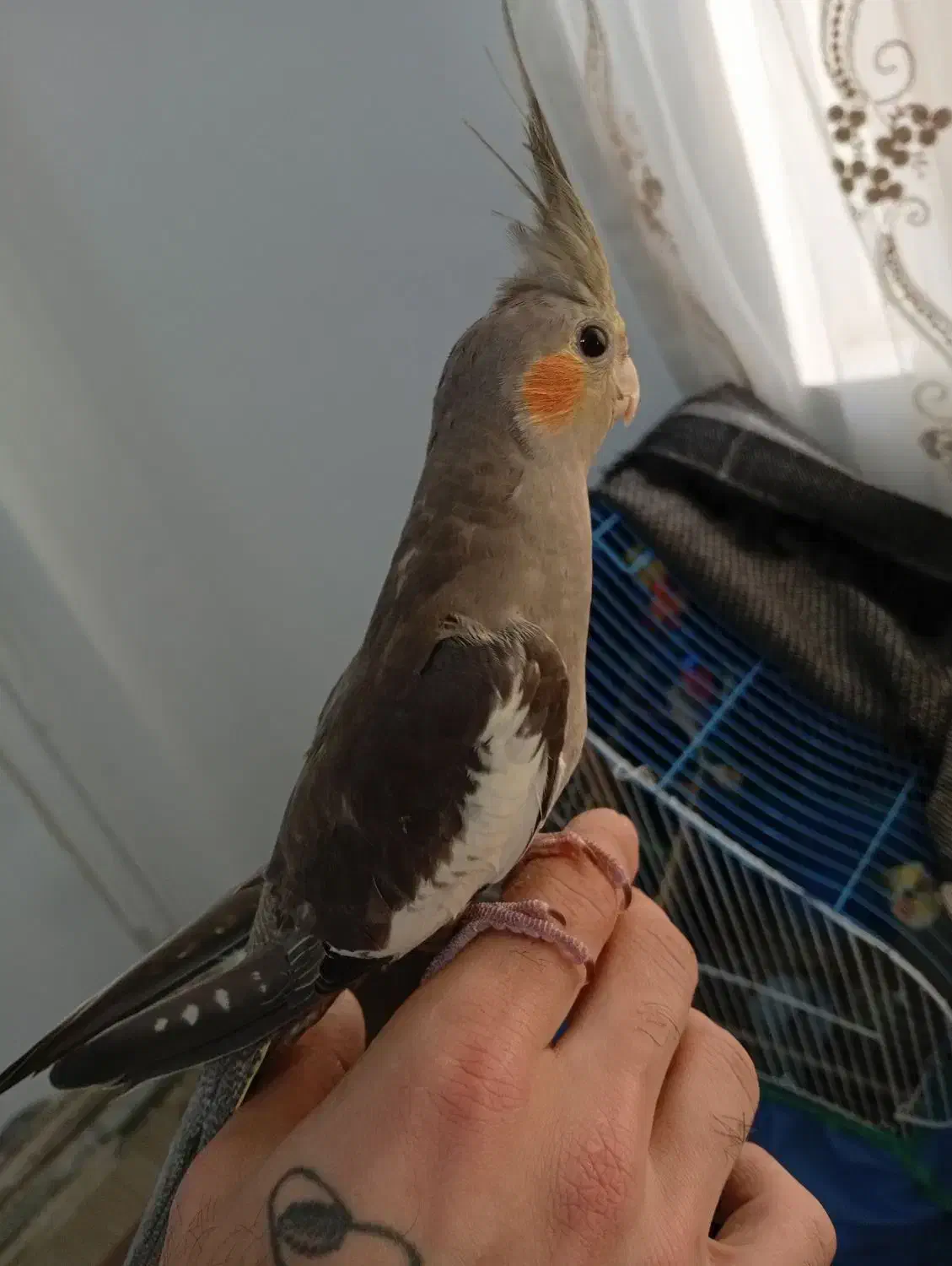 یک جفت عروس هلندی نرو ماده زیبا مفت|پرنده|املش, |دیوار