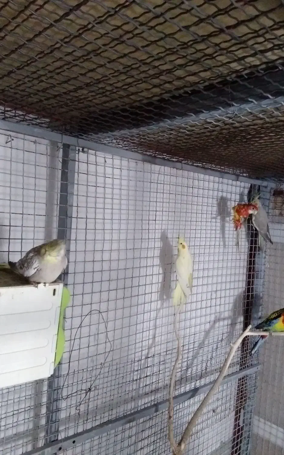 عروس هلندی|حیوانات مزرعه|کرج, اصفهانیها|دیوار