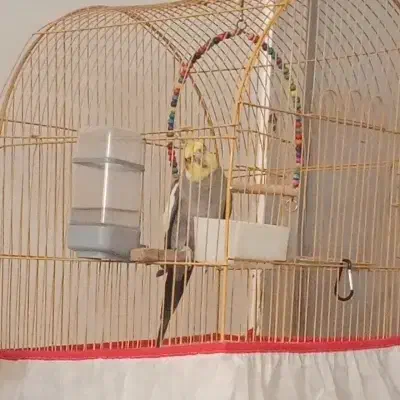 عروس هلندی نر|پرنده|خورموج, |دیوار