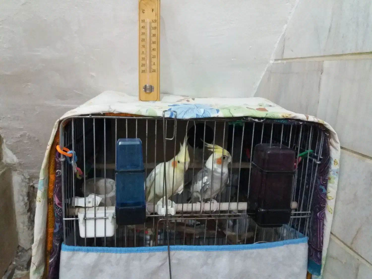 عروس هلندی|پرنده|ملایر, |دیوار