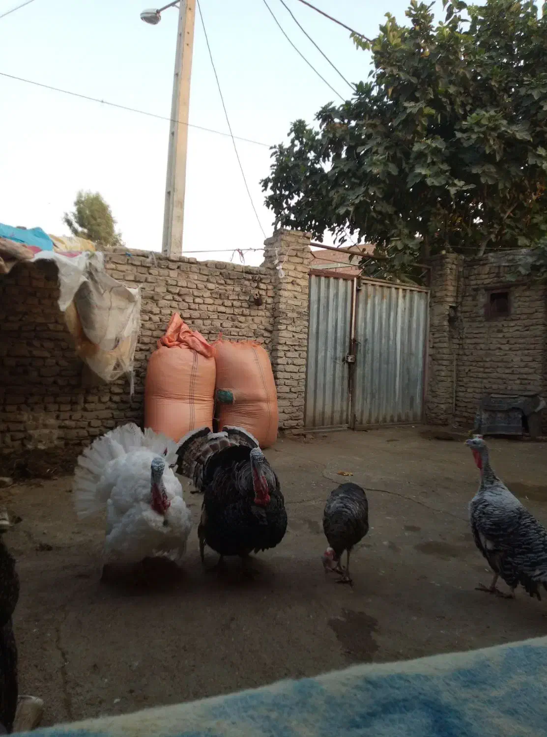 بوقلمون محلی اصل کشتار وداشتی برنز|حیوانات مزرعه|گنبد کاووس, |دیوار