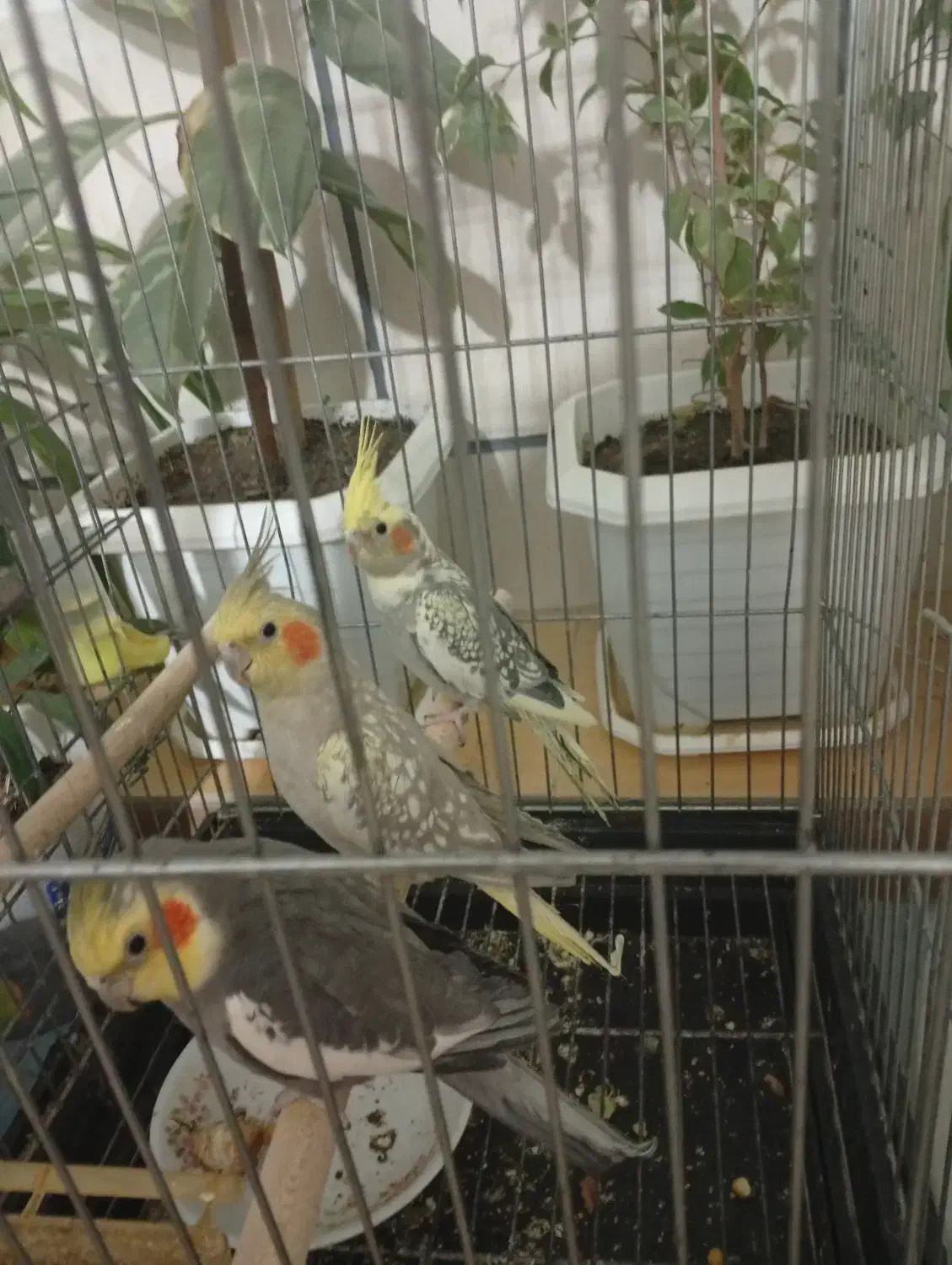 عروس هلندی|پرنده|زاینده رود, |دیوار