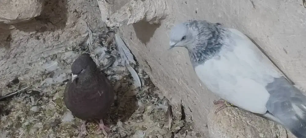 کبوتر سینه ابی|پرنده|داراب, |دیوار