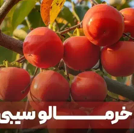 فروش نهالهای میوه|حراج|گنبد کاووس, |دیوار