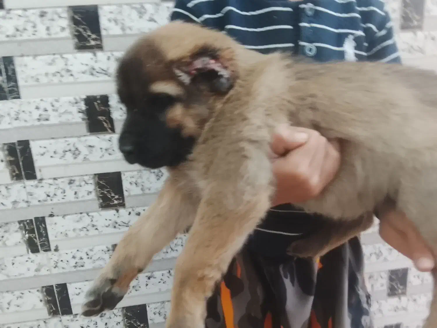 افغانی|سگ|خاش, |دیوار