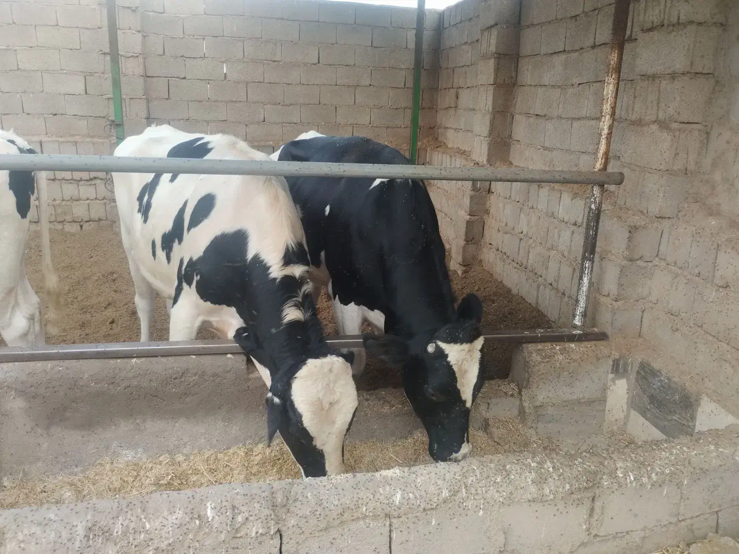 گوساله نر واکسن خارجی و ایرانی دو نوبت تزریق شده|حیوانات مزرعه|راین, |دیوار