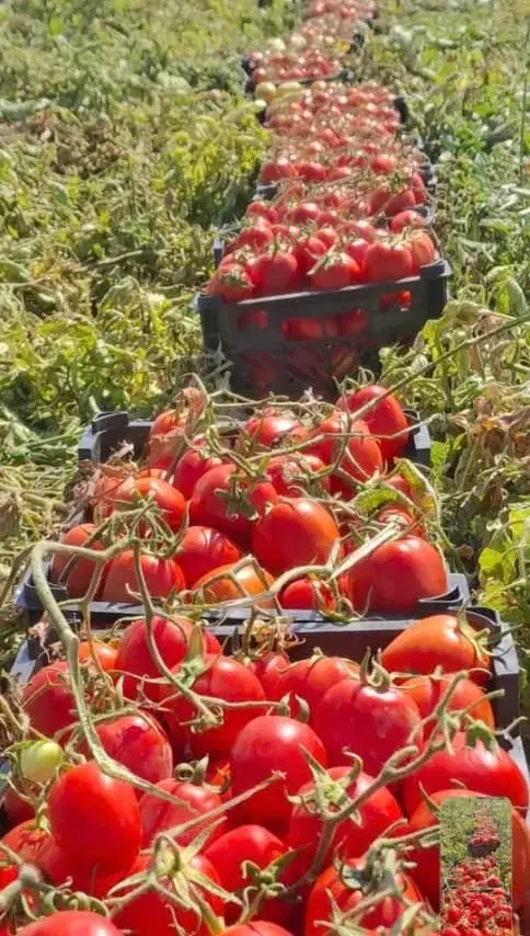 کشاورزی|خدمات باغبانی و درختکاری|صدرا-فارس, فاز ۱|دیوار