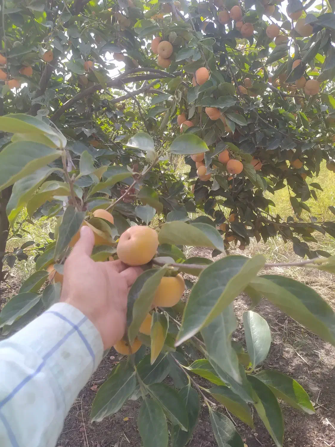 میوه خرمالو  سر درختی|خوردنی و آشامیدنی|گالیکش, |دیوار