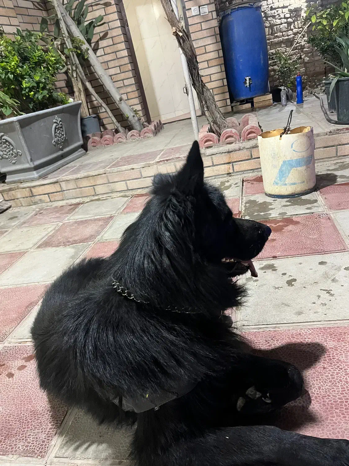 ژرمن شولاین مو بلند|سگ|تهران, بهار|دیوار