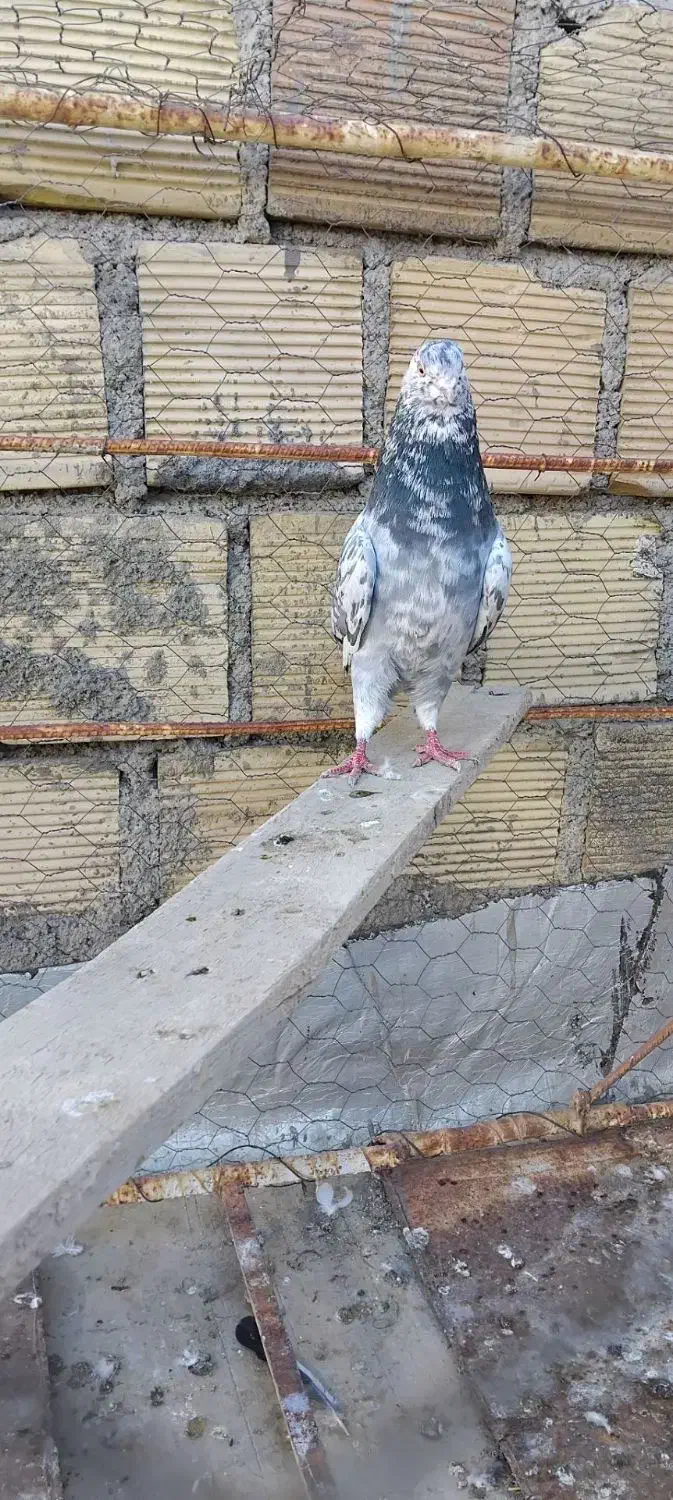 کبوتر سرور و سبز|پرنده|همدان, |دیوار